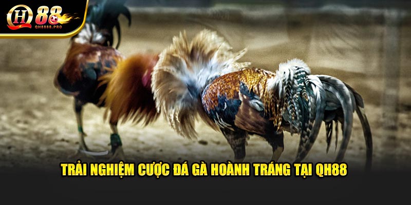 Trải nghiệm cược đá gà hoành tráng tại sân chơi nhà cái này